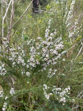 صورة Taxandria parviceps (Schauer) J. R. Wheeler & N. G. Marchant