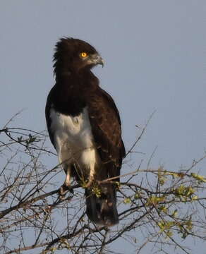 Image of Black-chested Snake Eagle