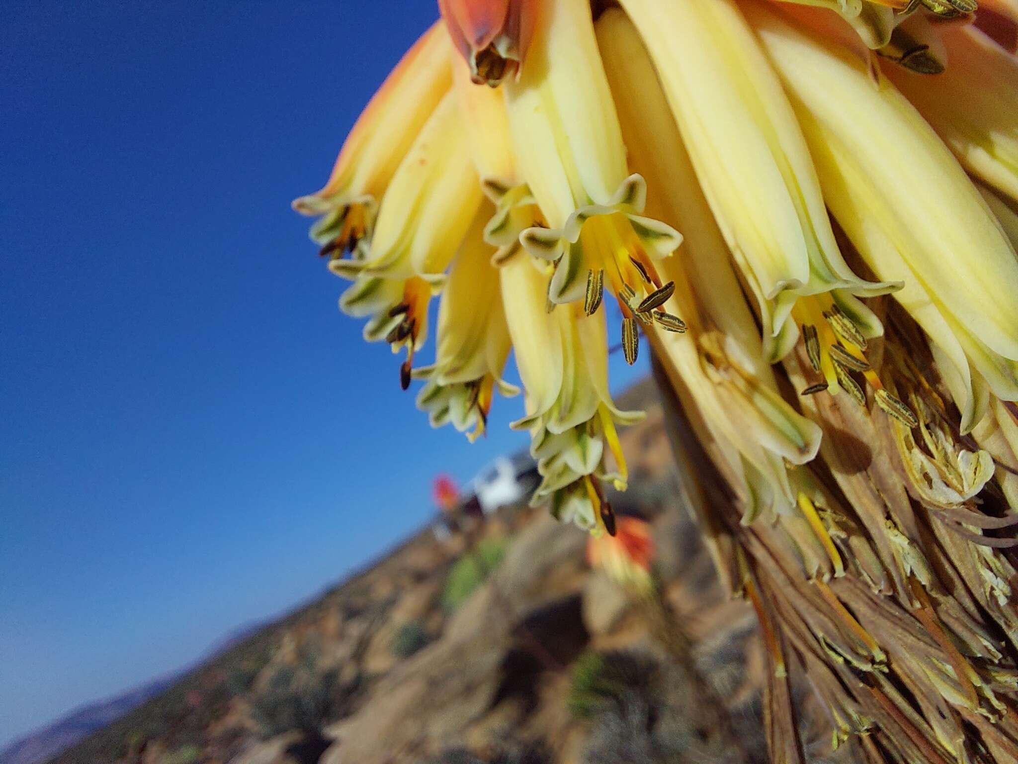 صورة Aloe melanacantha A. Berger