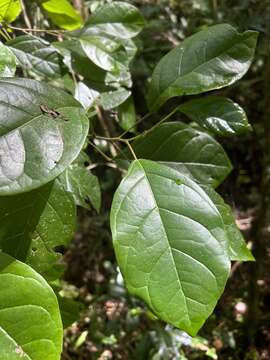 Image of Hieronyma clusioides (Tul.) Griseb.