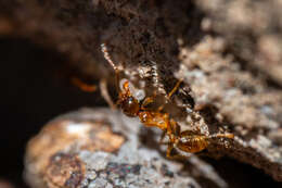 Image of Pheidole capensis Mayr 1862