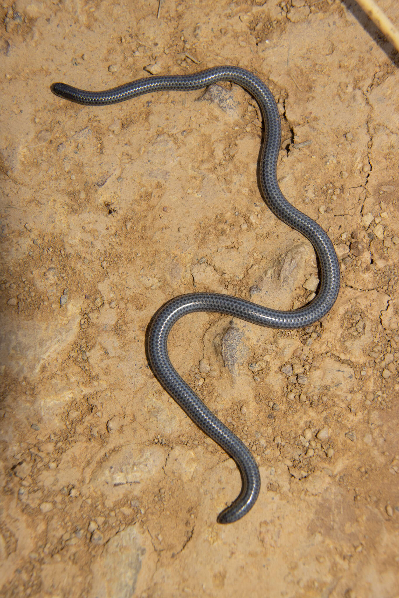 Image of Leptotyphlops scutifrons (Peters 1854)