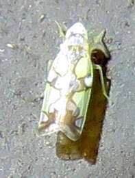 Image of Protalebrella conica (Ruppel & De Long 1953)