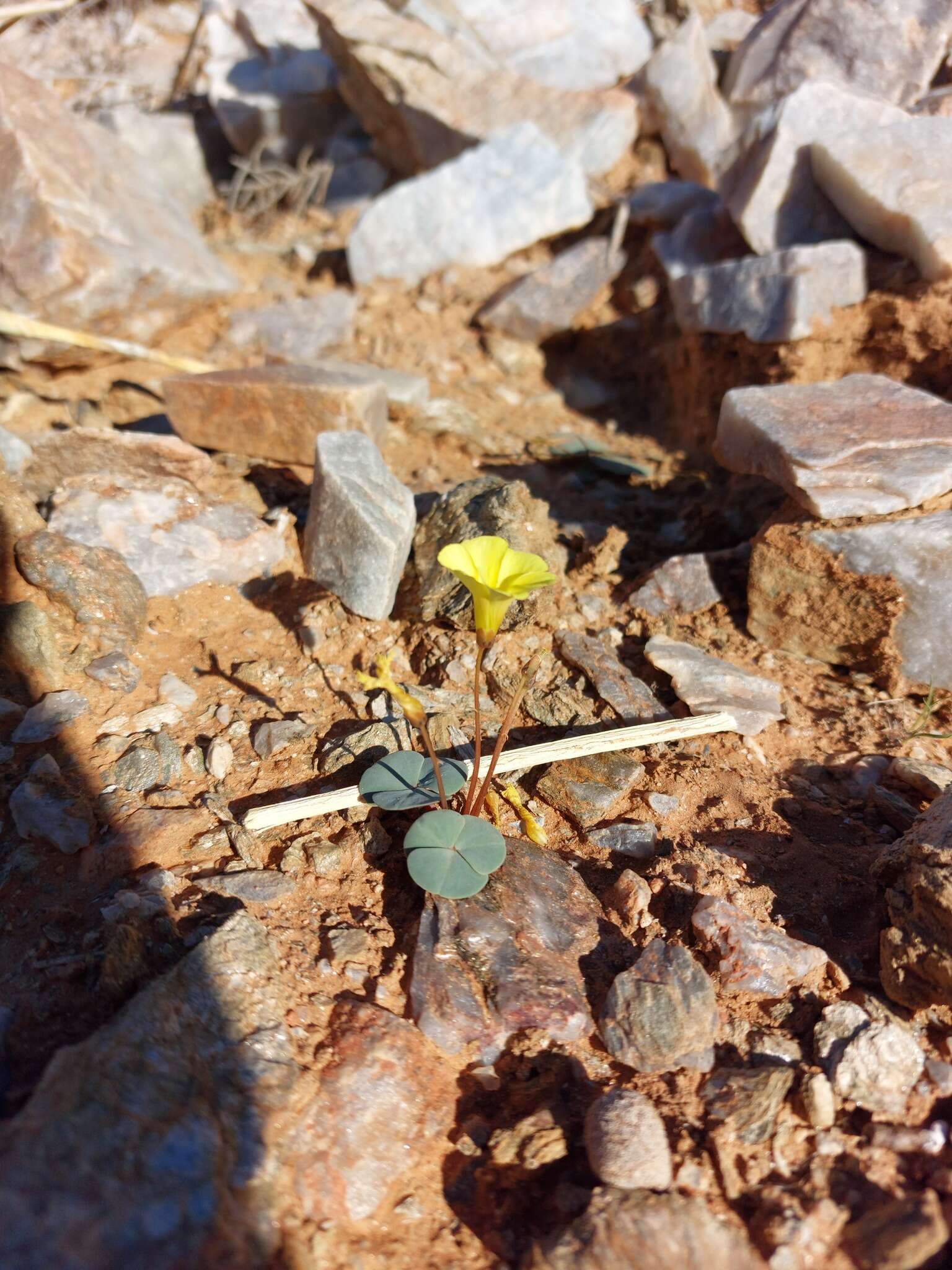 Sivun Oxalis magnifolia Dreyer, Roets & Oberl. kuva