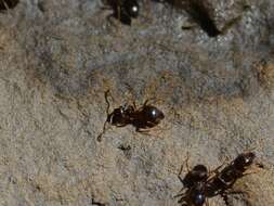 Image of Lasius americanus