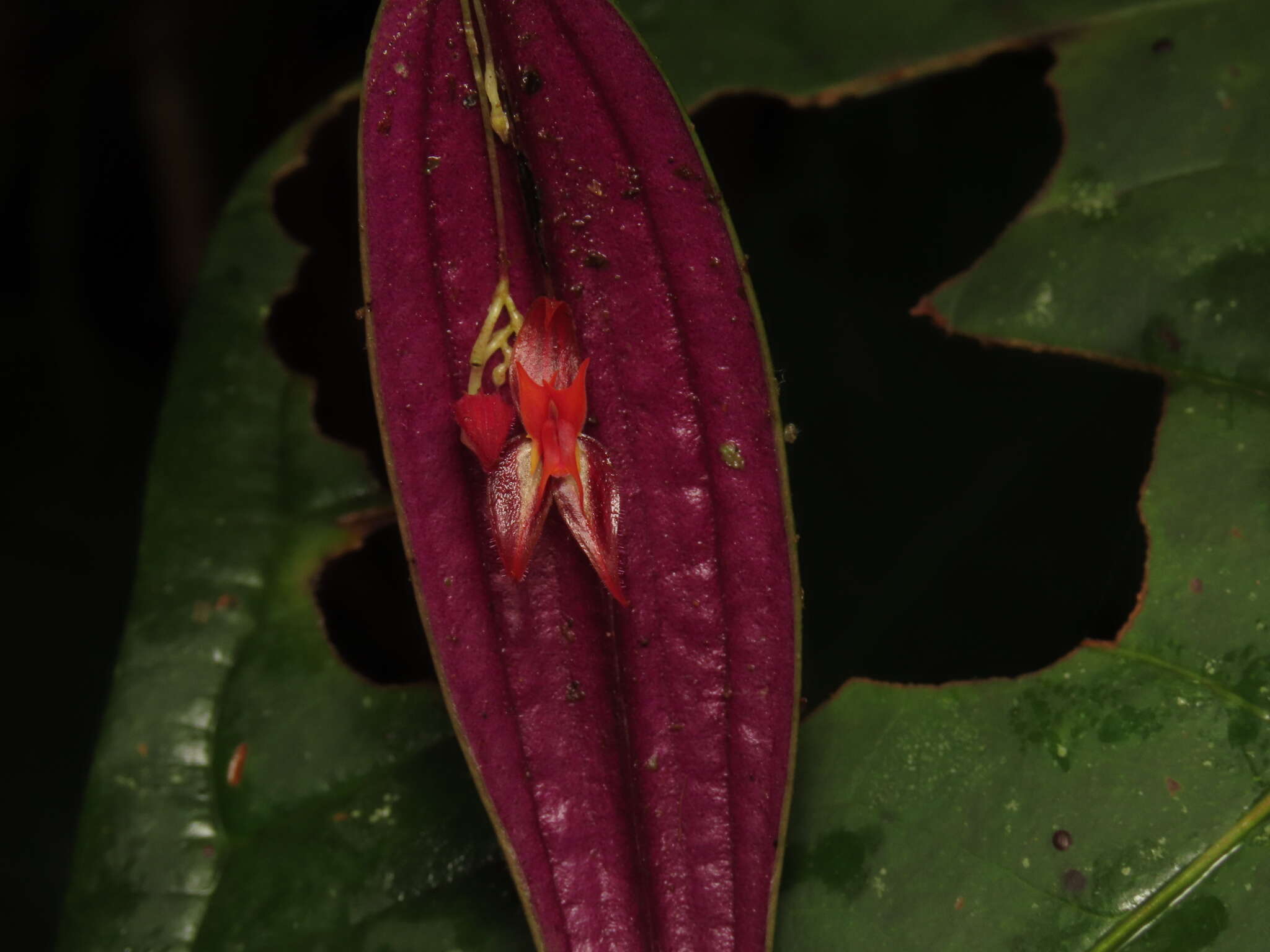 Image of Lepanthes licrophora Luer & B. T. Larsen