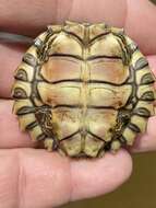 Image of Escambia Map Turtle