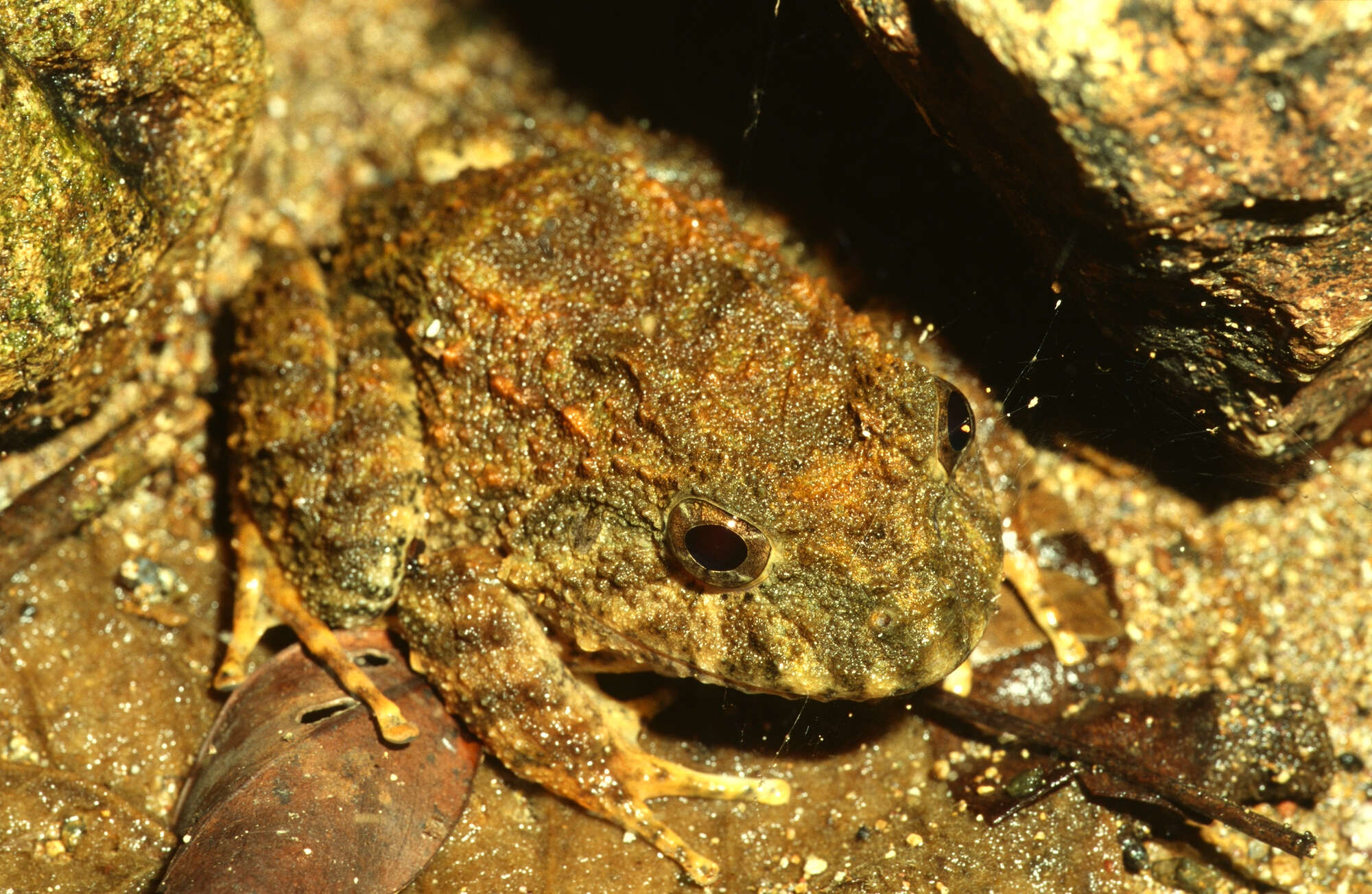 Image of Robber Frogs