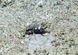 Image of Cicindela (Cicindela) monticola albanica Apfelbeck 1909