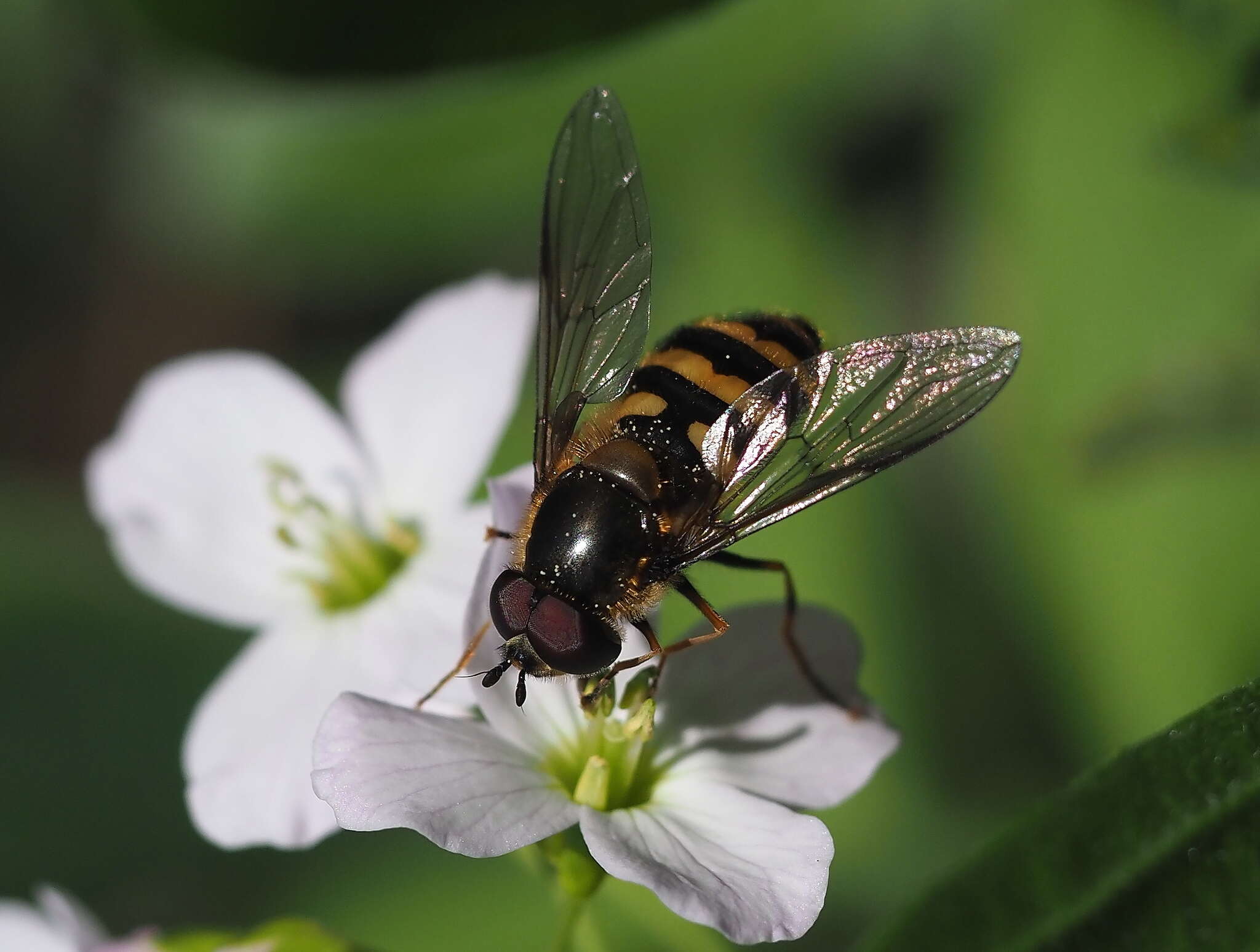 Image of Megasyrphus erraticus (Linnaeus 1758)