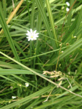 Stellaria longipes Goldie resmi