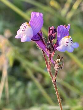 Image of Linaria algarviana Chav.