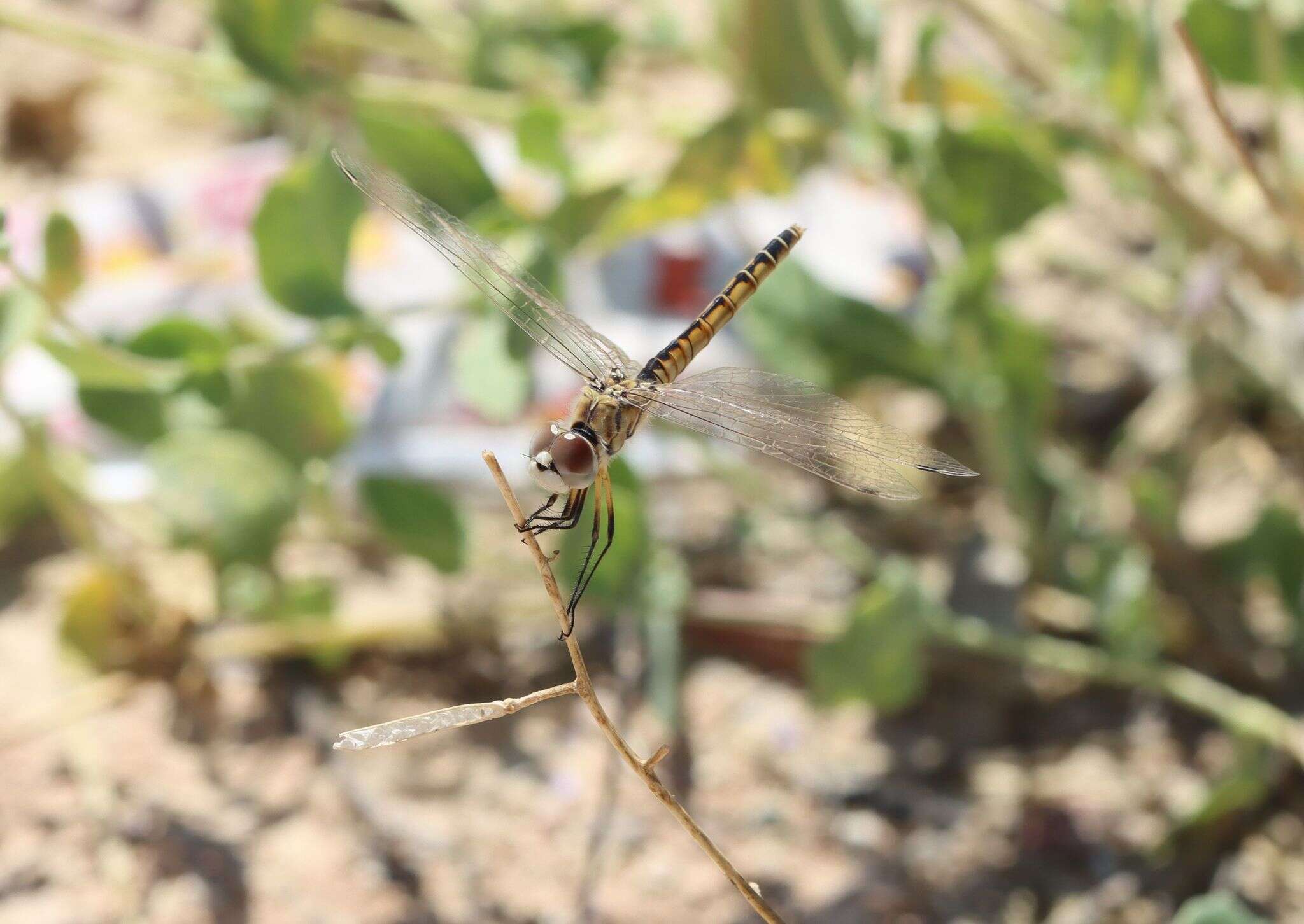 Imagem de Selysiothemis Ris 1897