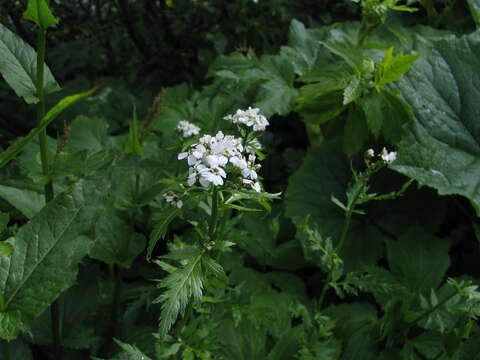 Image of big-leaf yarrow