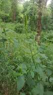 Image of Yellow Giant Hyssop