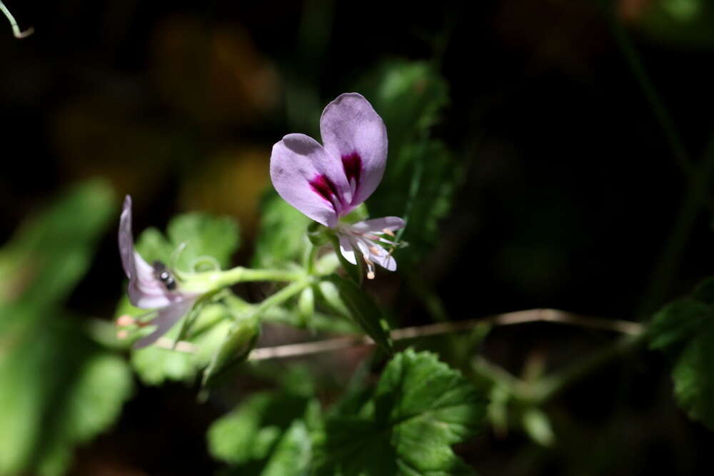 Image of Pelargonium greytonense J. J. A. Van der Walt