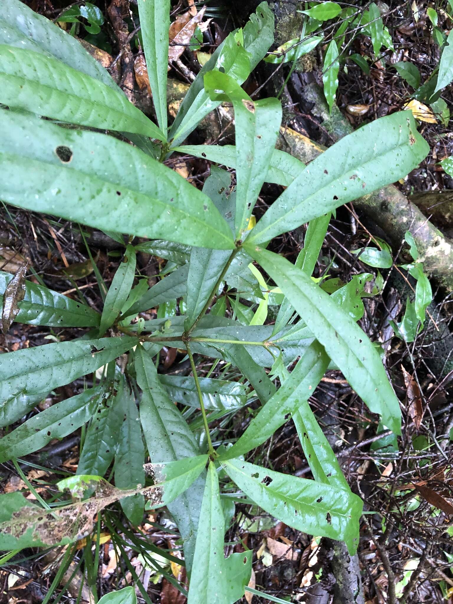 Image of Panopsis costaricensis Standl.