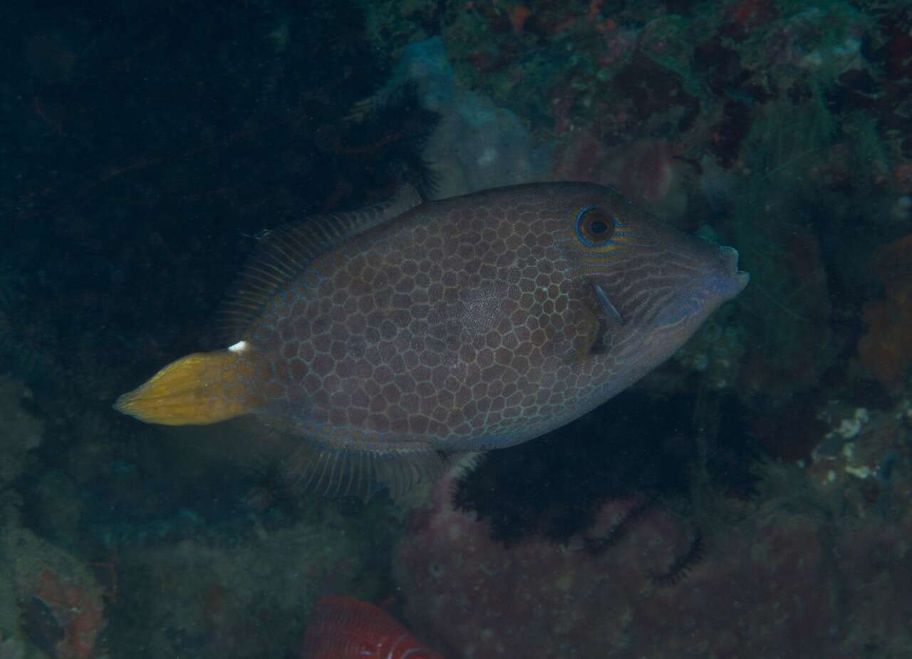 Image of Honeycomb Filefish