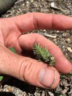 Image of sticky phacelia