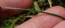 Image of Twisted yellow-eyed grass