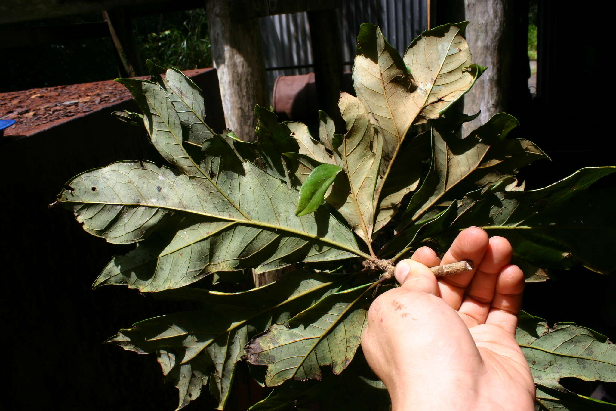 Imagem de Athertonia diversifolia (C. T. White) L. A. S. Johnson & B. G. Briggs