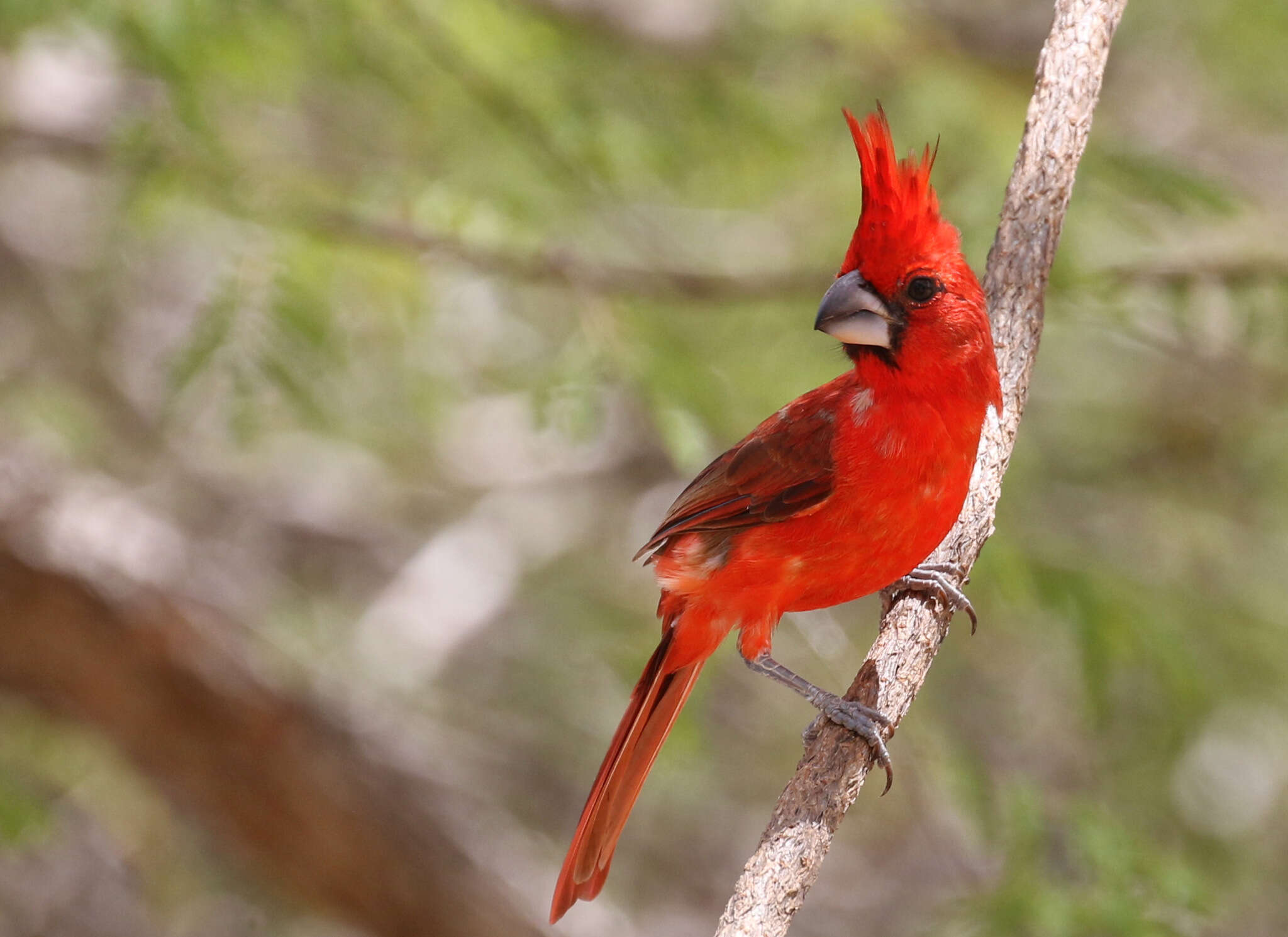 Plancia ëd Cardinalis phoeniceus Bonaparte 1838