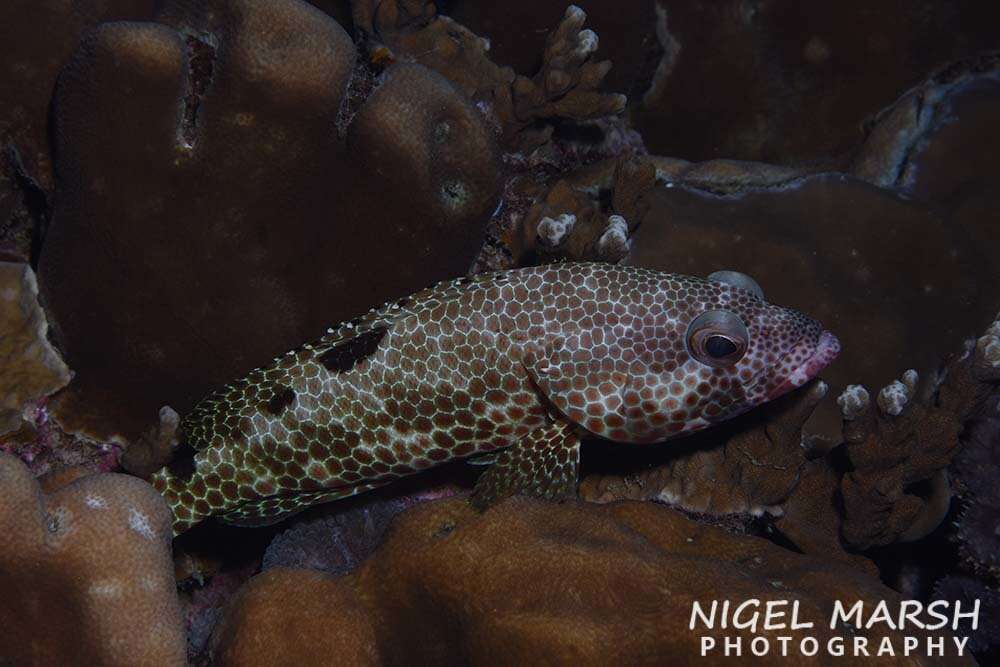 Слика од Epinephelus spilotoceps Schultz 1953