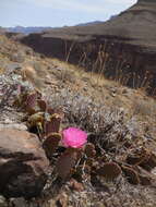 Image of beavertail pricklypear