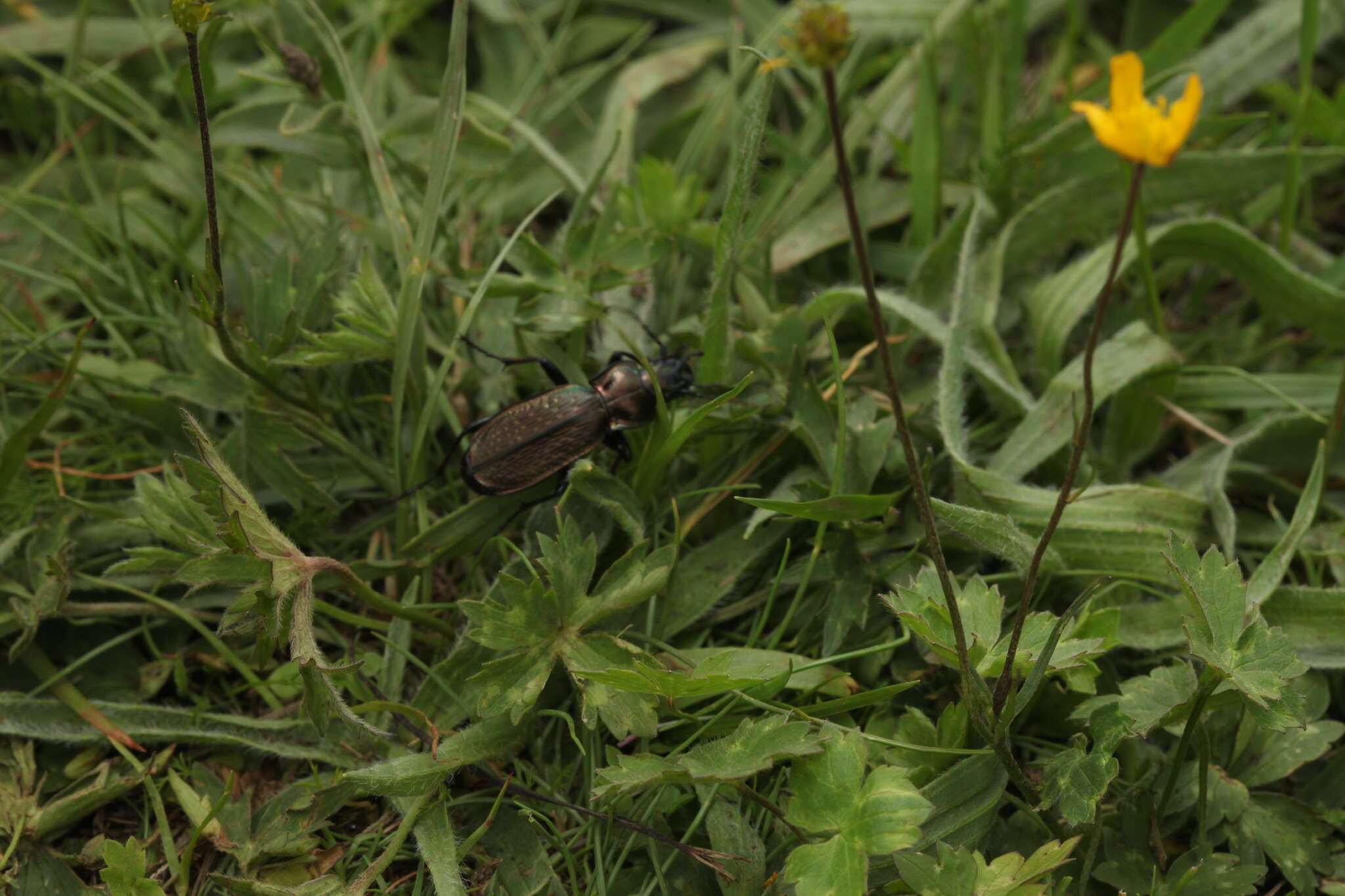 Carabus (Tribax) starcki (Heyden 1885) resmi