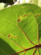 Image of Enteucha basidactyla (Davis 1978) van Nieukerken 1986