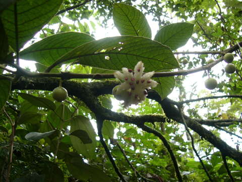 Image of Siparuna pauciflora (Beurl.) A. DC.