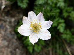 Image of Anemone baldensis subsp. pavoniana (Boiss.) Lainz