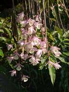 Image of Hooded orchid