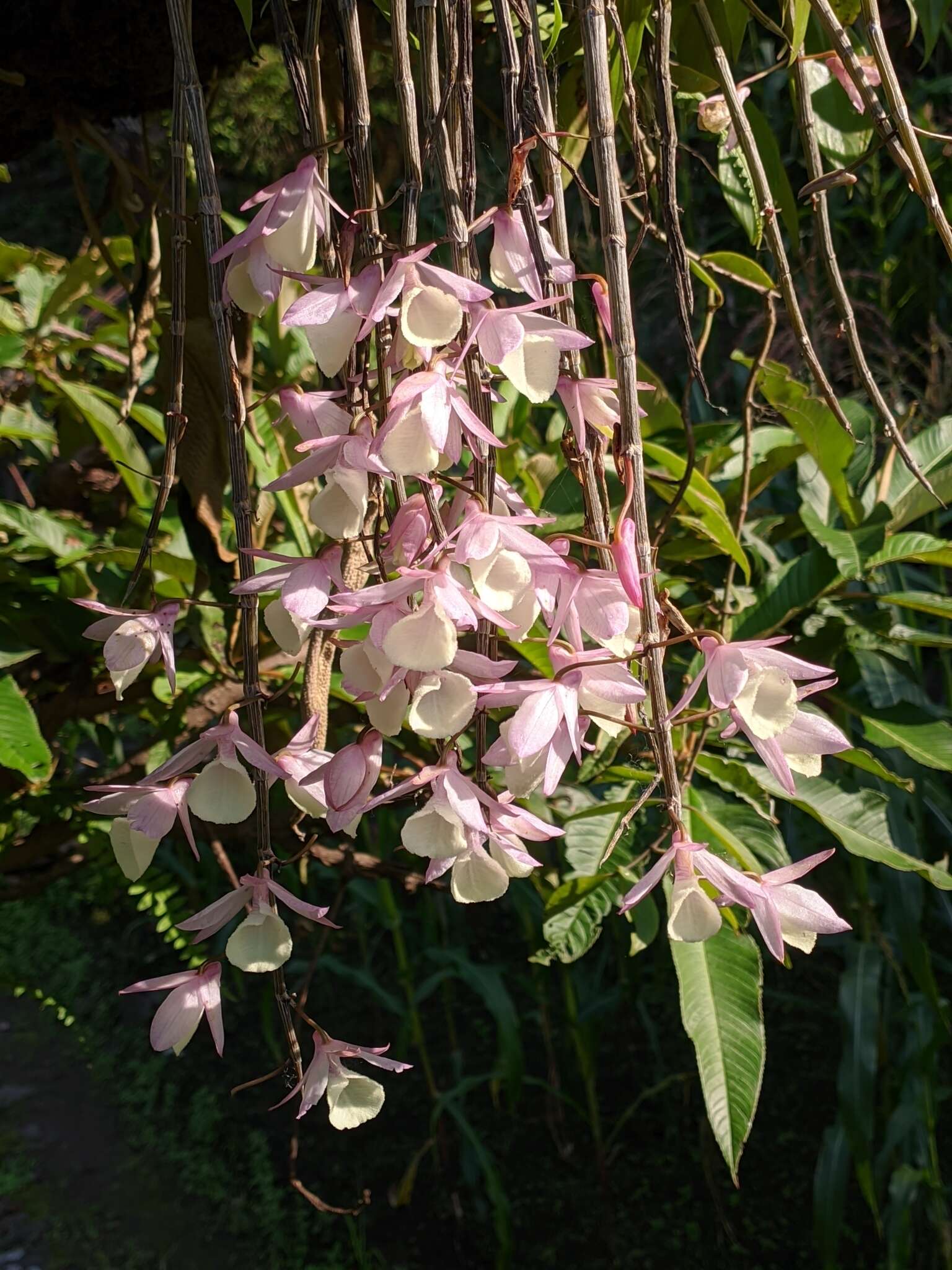 Image of Hooded orchid