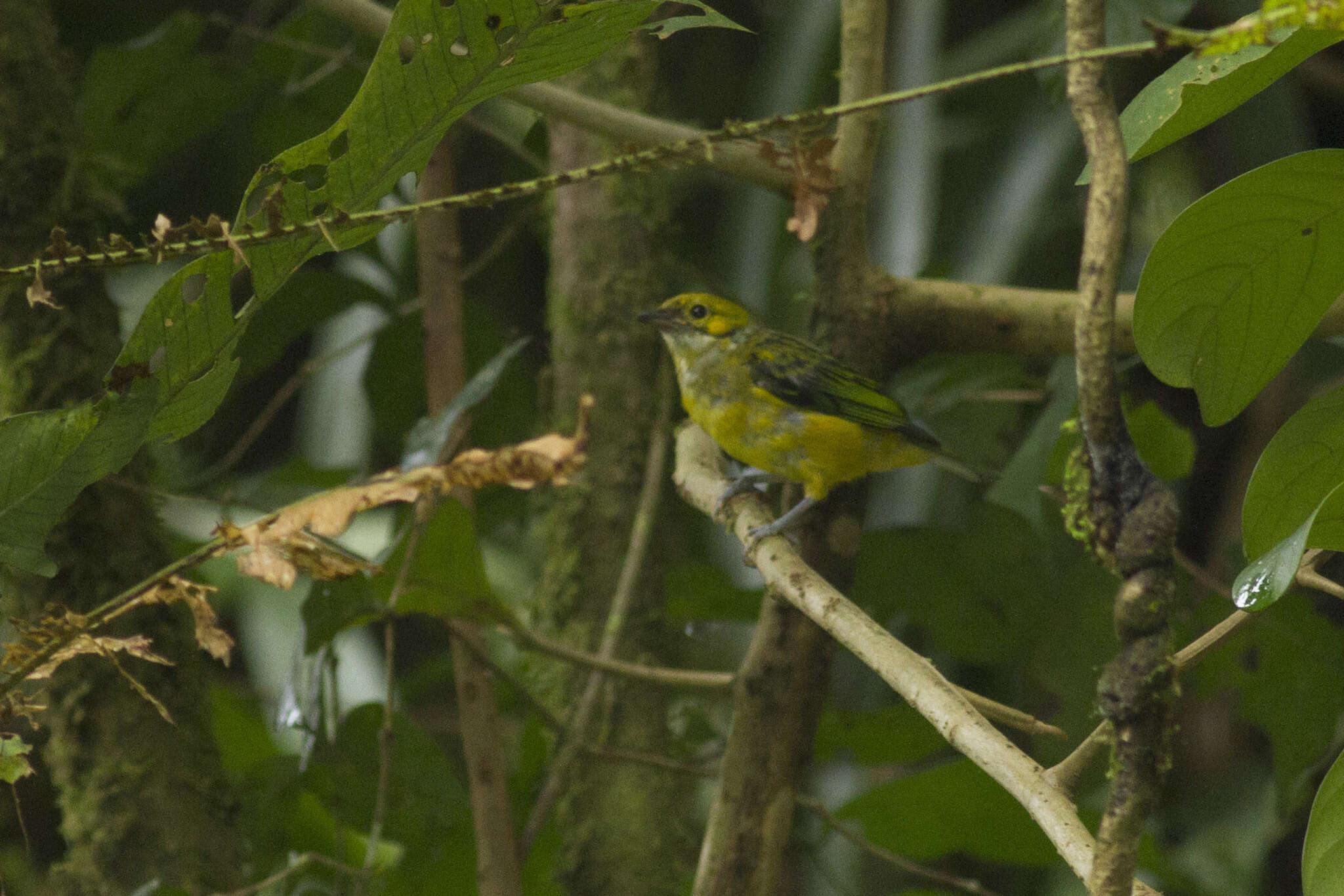 Image of Silver-throated Tanager