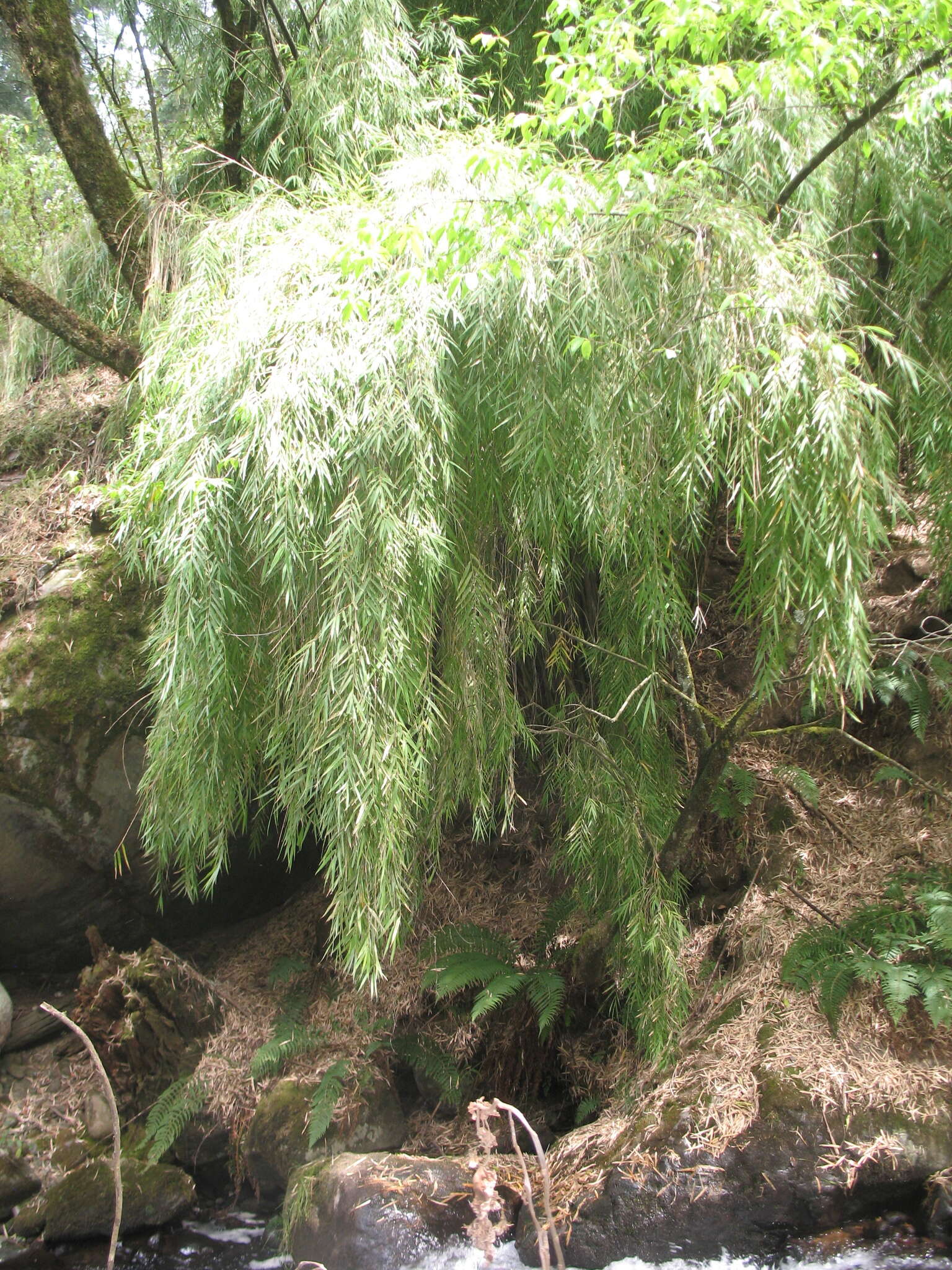 Image de Chusquea bilimekii E. Fourn.