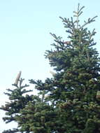 Image of Grecian Fir