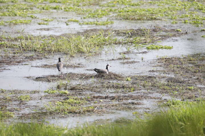 Image of Long-toed Lapwing