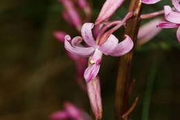 Plancia ëd Dipodium roseum D. L. Jones & M. A. Clem.