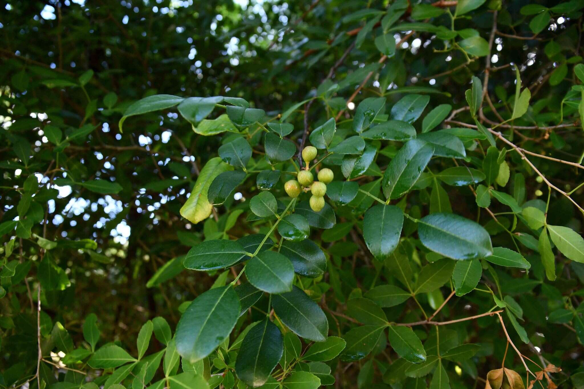 Image of Commiphora schlechteri Engl.