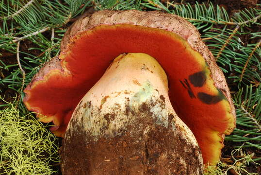 Image of Rubroboletus haematinus (Halling) D. Arora & J. L. Frank 2015