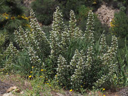 Image of Echium onosmifolium Webb & Berth.