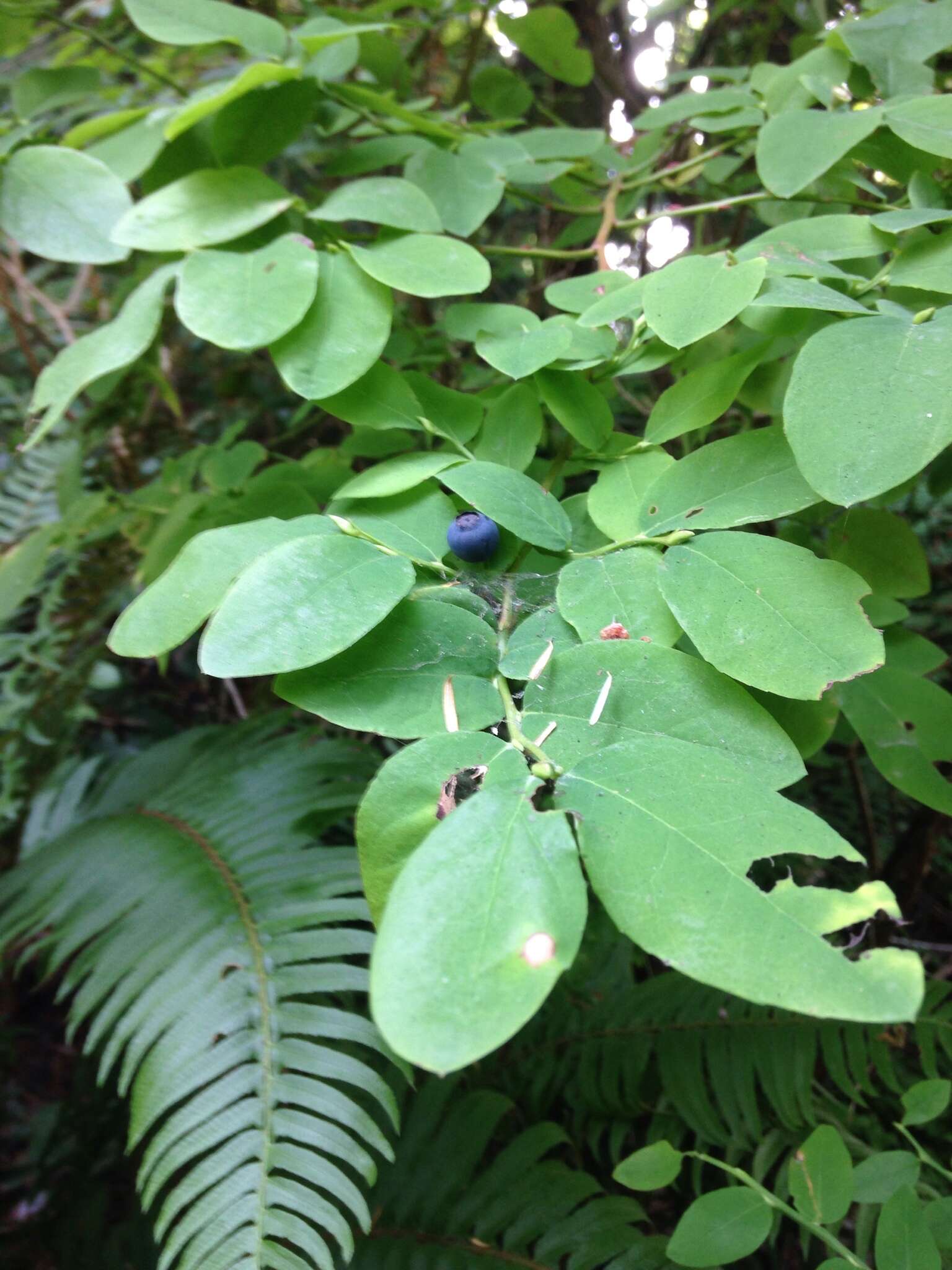 Image of Alaska blueberry