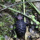 Plancia ëd Carabus (Coptolabrus) pustulifer Lucas 1869