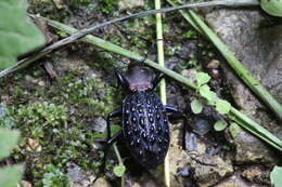 Plancia ëd Carabus (Coptolabrus) pustulifer Lucas 1869