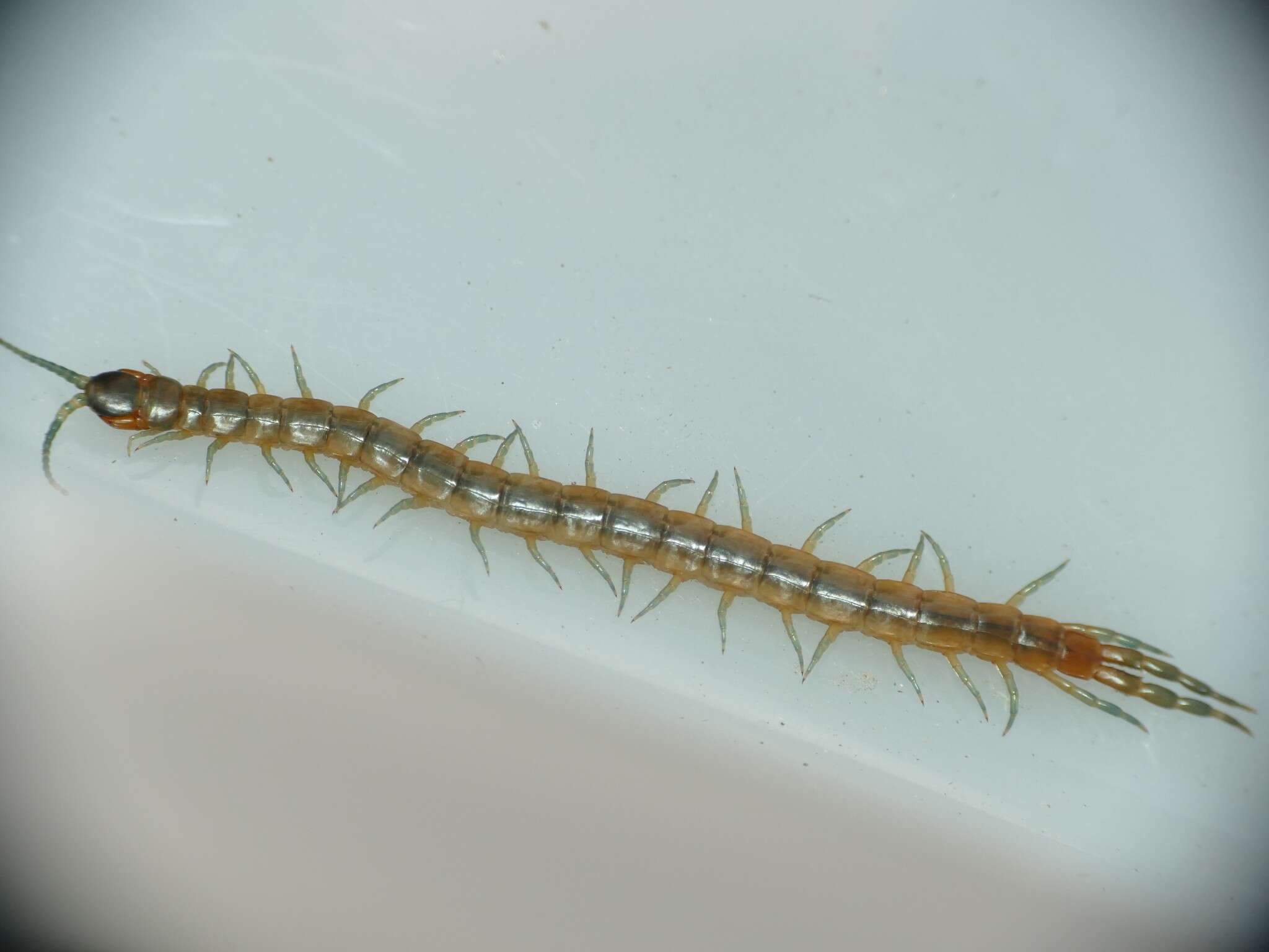 Image of Oranian Giant Centipede