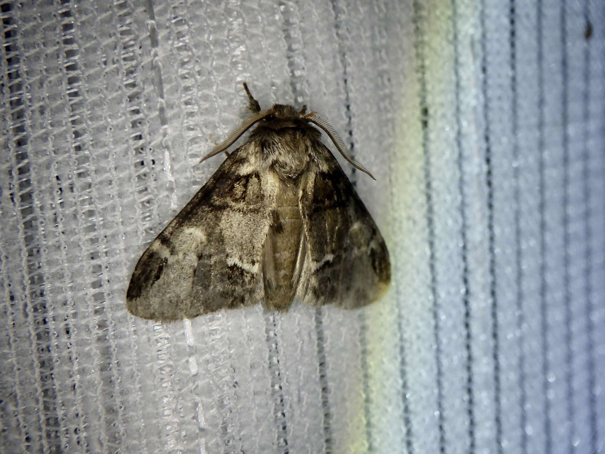 Слика од Drymonia japonica Wileman 1911