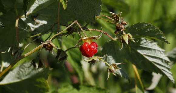 Image of Rubus sachalinensis H. Lév.