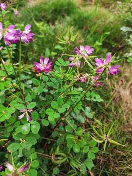 Imagem de Astragalus sinicus L.