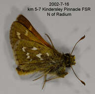 Слика од Hesperia comma manitoba Scudder 1874